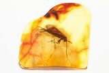 Detailed Fossil Caddisfly (Trichoptera) In Baltic Amber #367509-1